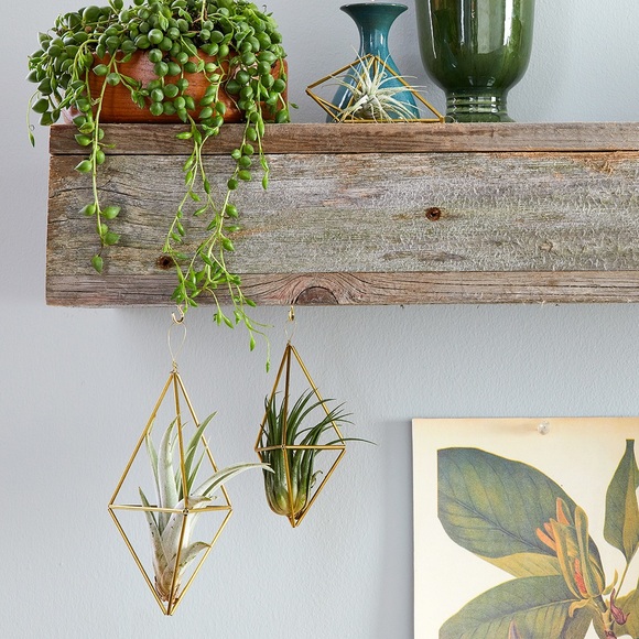Umbra geometric air plant hangers - Picture 9 of 9
